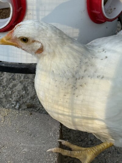 IMG_6006.jpeg