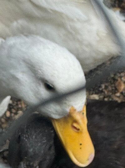 IMG_3382.jpeg
