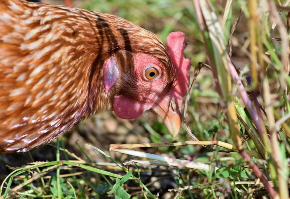 chicken-3607867_1280.jpg