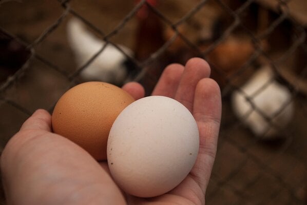 eggs-6562791_1280.jpg