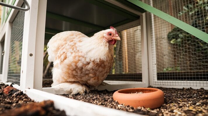 chicken-5691062_1280.jpg