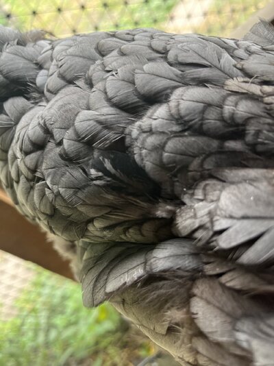 IMG_5399.jpeg