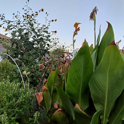 garden view.jpg