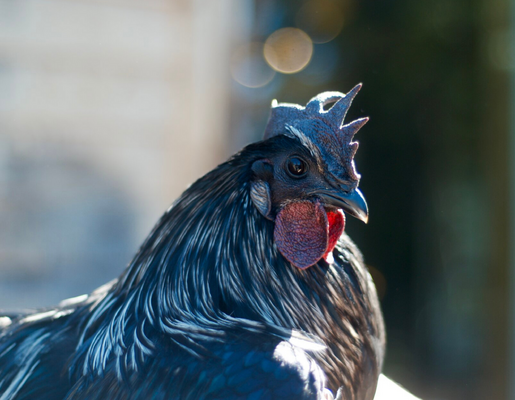 2026 3375 pixels x 2625 pixels Template (605_2).png