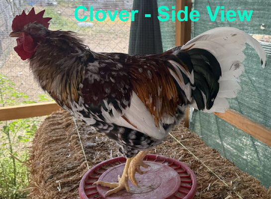 Clover Side View 2.jpg