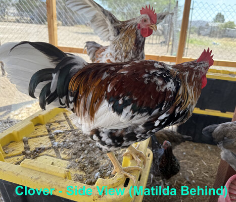 Clover Side View 3 with Matilda.jpg