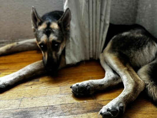 Bruno Hiding.jpeg