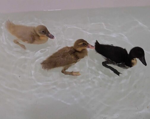 duckies.jpg