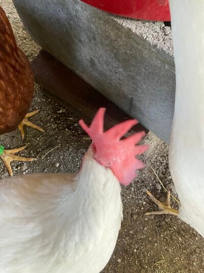 IMG_3105.jpeg