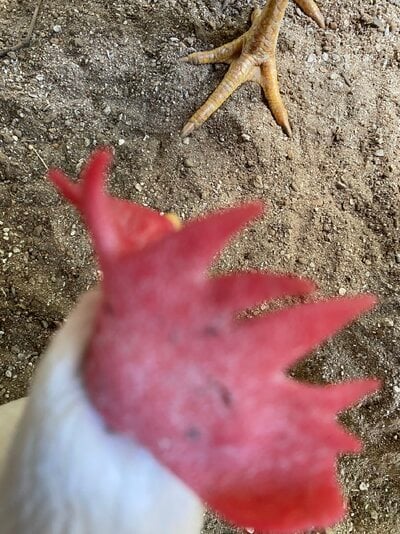IMG_3103.jpeg