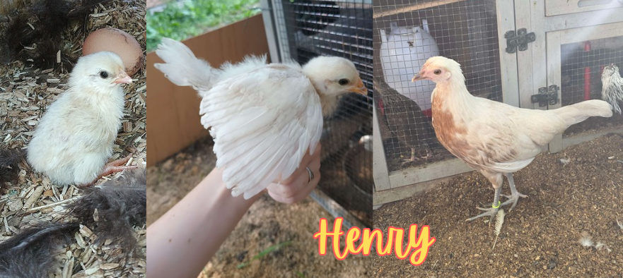 Henry - collage 3.png
