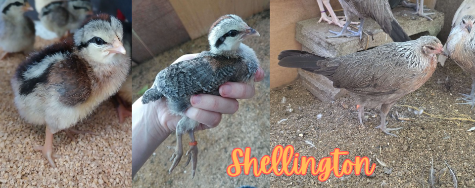 Shellington - collage 3.png
