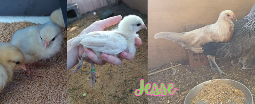 Jesse - collage 3.png
