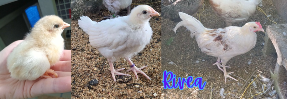 Rivea - collage 3.png