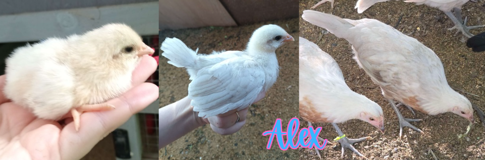 Alex - collage 3.png
