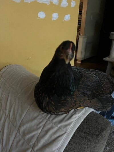 IMG_0608.jpeg