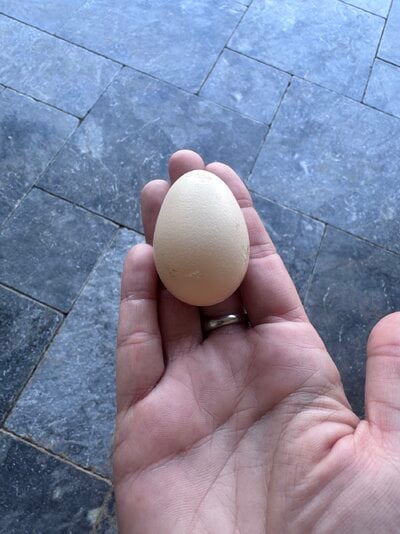 IMG_0385.jpeg