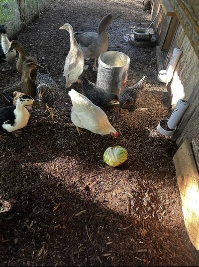 chicken 2.jpg
