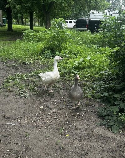 goose 2.jpg