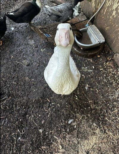 goose 1.jpg
