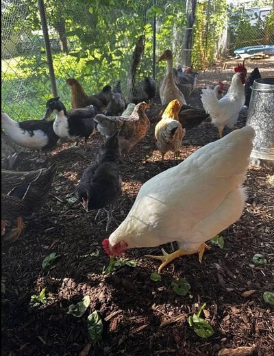 chicken 1.jpg