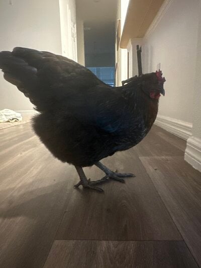 image.jpg
