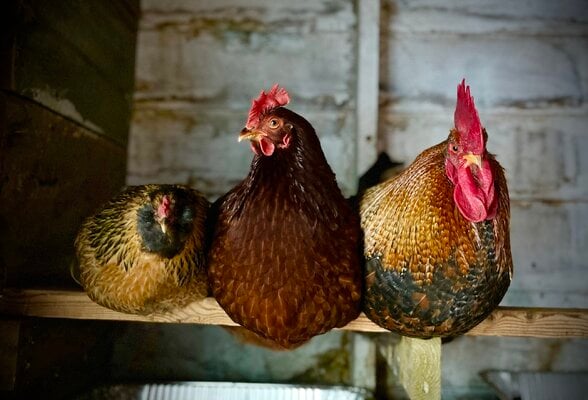 Chickens.jpg