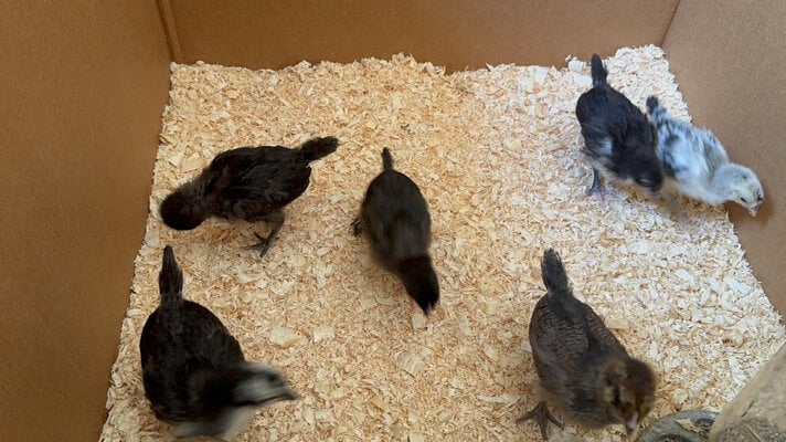 chicks_02.jpg