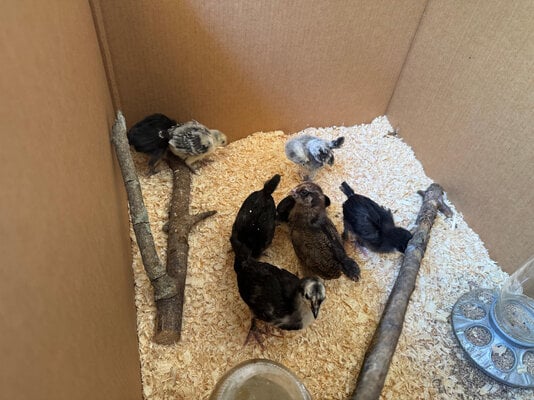 chicks_03.jpg