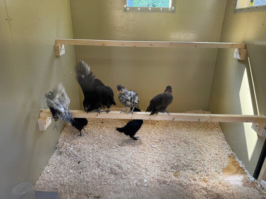 chicks_05.jpg
