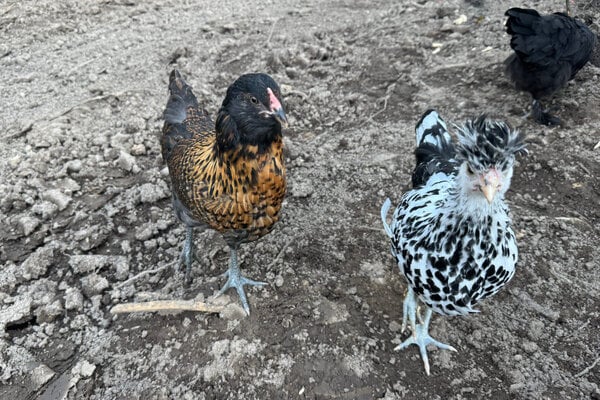 chicks_06.jpg