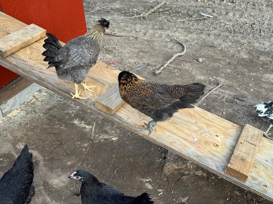chicks_09.jpg