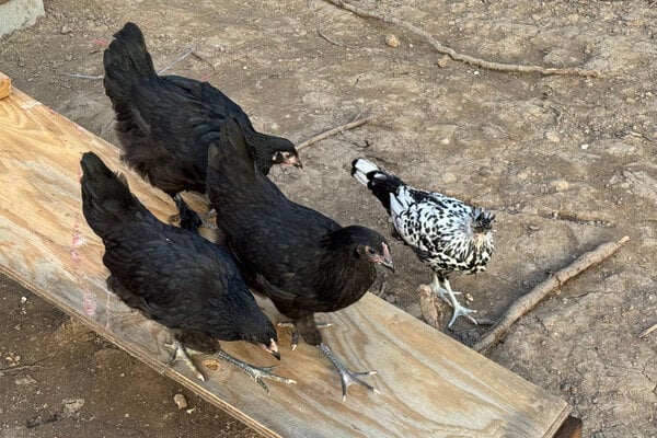 chicks_10.jpg