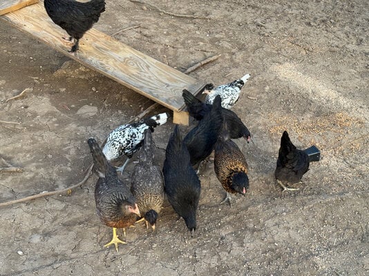 chicks_11.jpg
