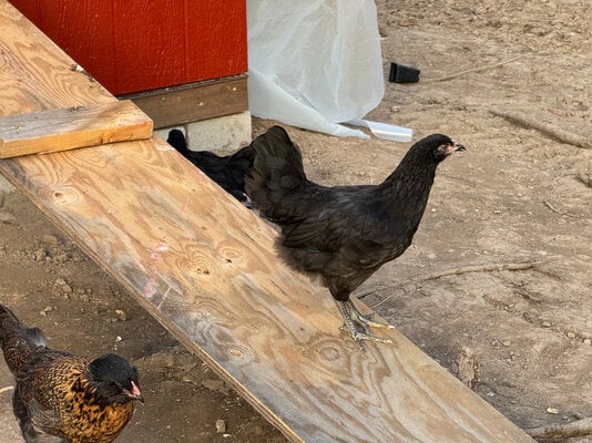 chicks_12.jpg