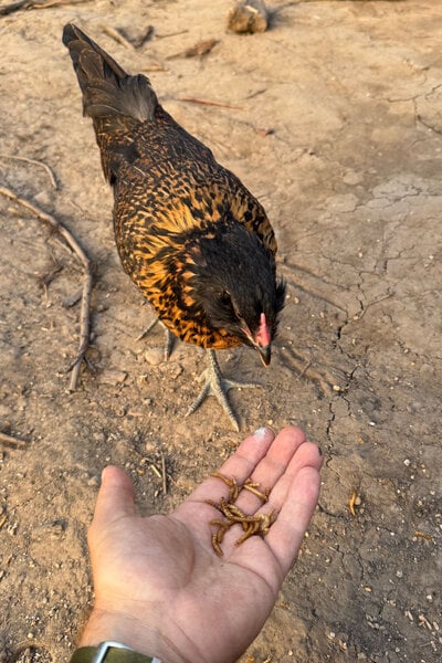 chicks_13.jpg