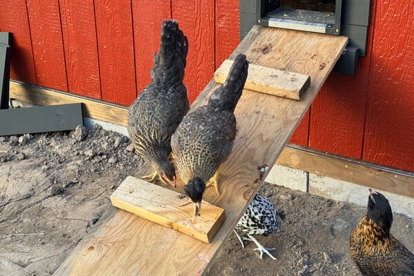 chicks_14.jpg
