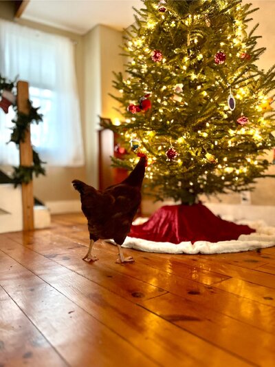 Wanda Christmas.jpeg
