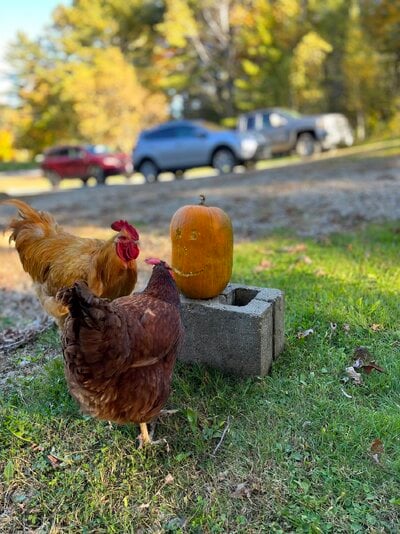 Chicken Halloween.jpeg