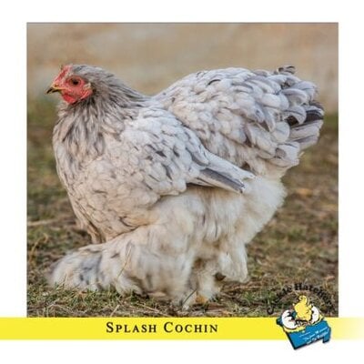 splash_cochin_standard1-416x416.jpg