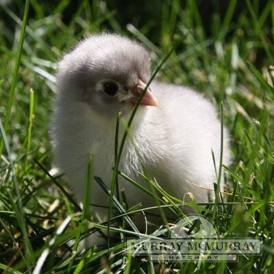 Mcmurrayhatchery-bluecochin-dayoldbabychick.jpg