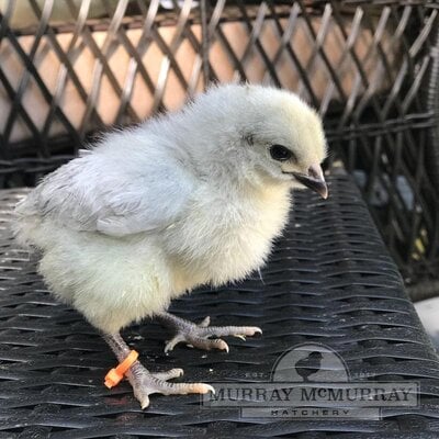 McMurrayHatchery-Lavender-Orpington-Baby-Chick.jpg