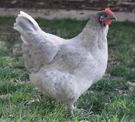 LAVENDER-ORP-HEN.jpg