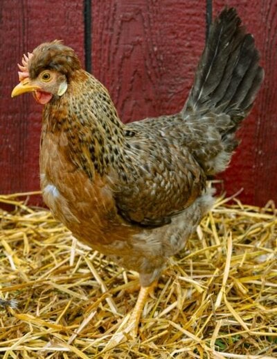 Cream-Legbar-Hen-416x537.jpg