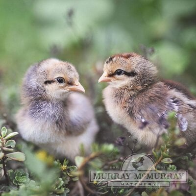McMurrayHatchery-CreamLegbar-DayOldBabyChicks.jpg