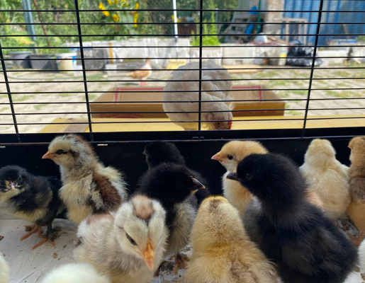 2026 3375 pixels x 2625 pixels Template (789).png