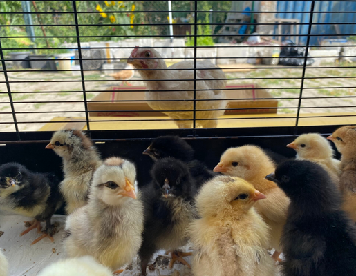 2026 3375 pixels x 2625 pixels Template (790).png