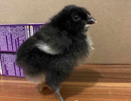 2026 3375 pixels x 2625 pixels Template (801).png