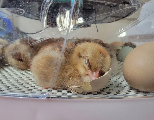 2026 3375 pixels x 2625 pixels Template (805).png