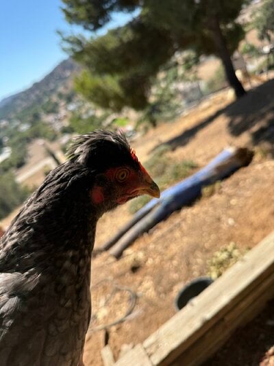 IMG_0665.jpeg